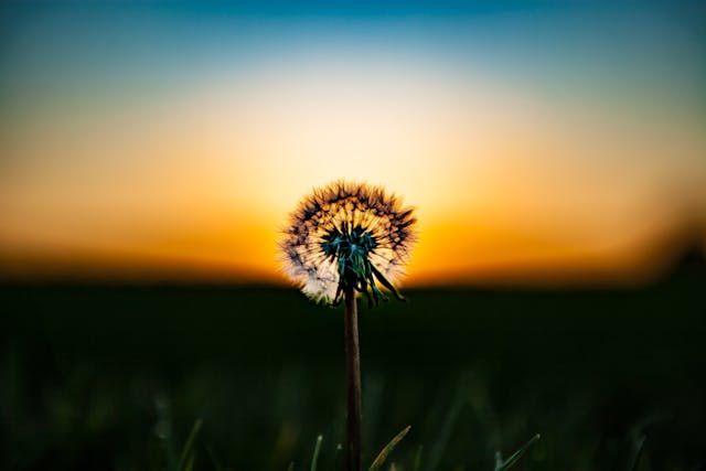 Widok dmuchawca na tle zachodzącego słońca - ulotność chwili