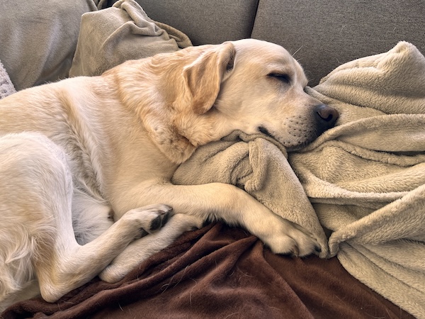 Usmiechniety labrador spiacy na kanapie na miekkim kocu