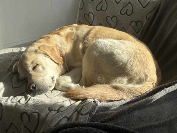 Labrador spi na sofie
